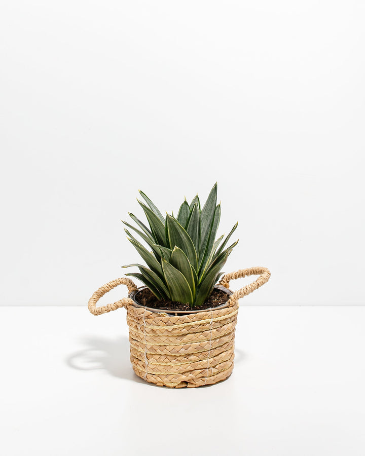 Silver Frost Snake Plant