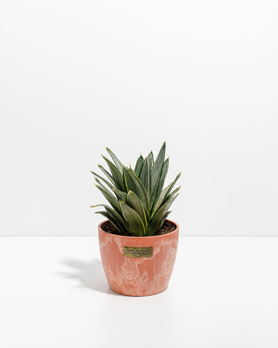 Silver Frost Snake Plant
