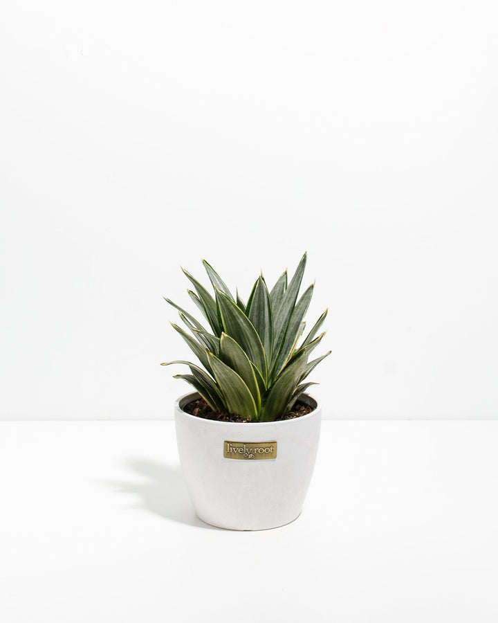Silver Frost Snake Plant