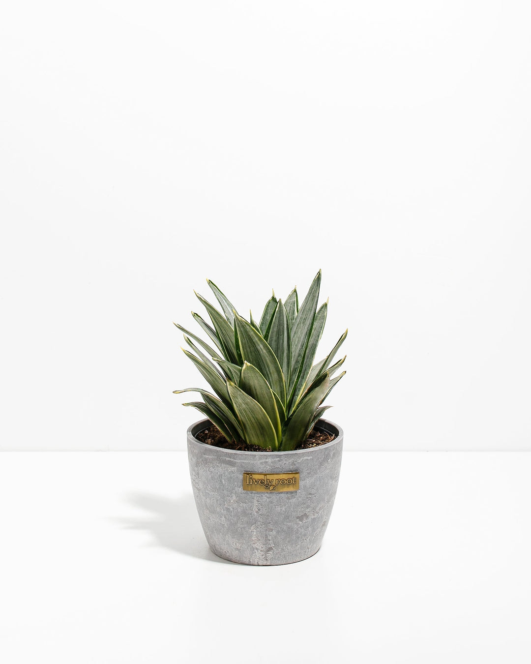 Silver Frost Snake Plant