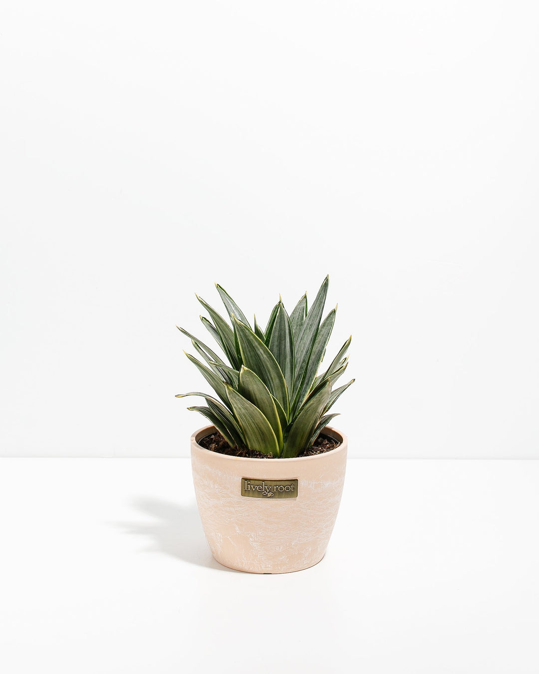 Silver Frost Snake Plant