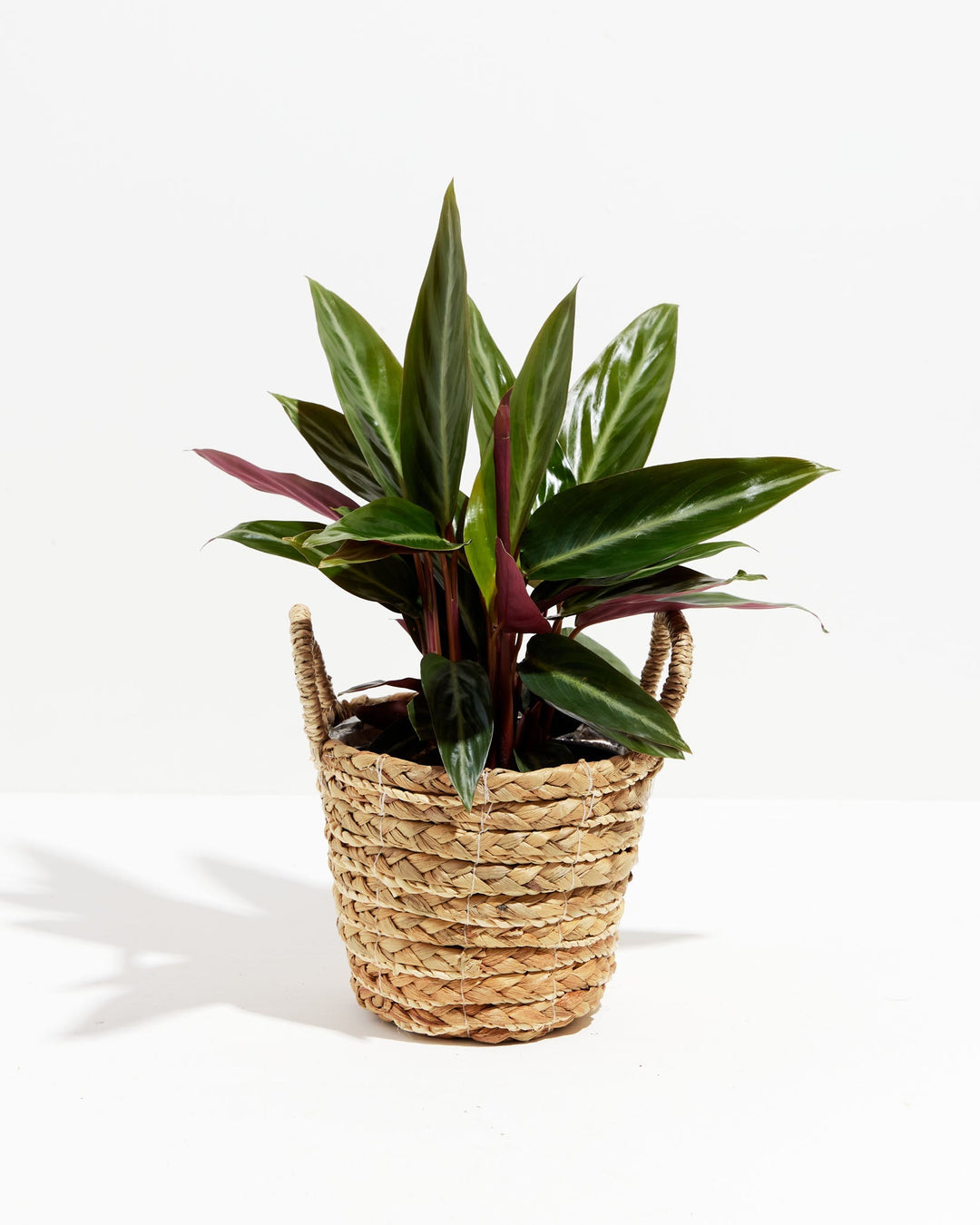 Stromanthe Sanguinea