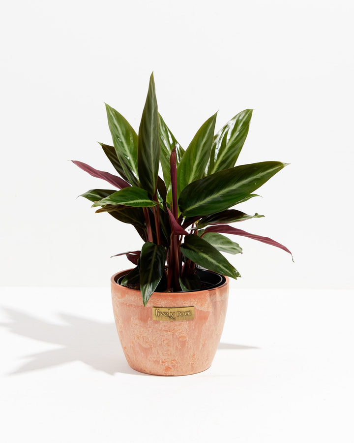 Stromanthe Sanguinea