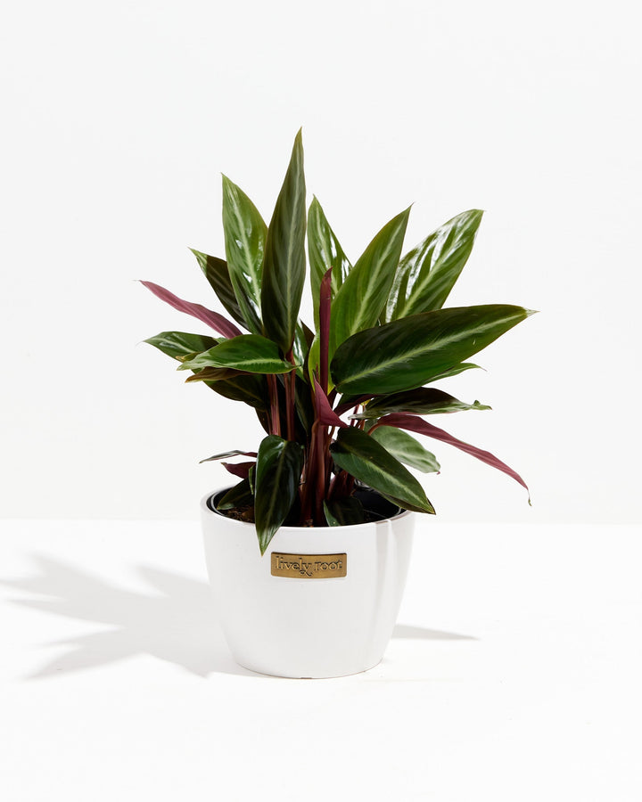 Stromanthe Sanguinea