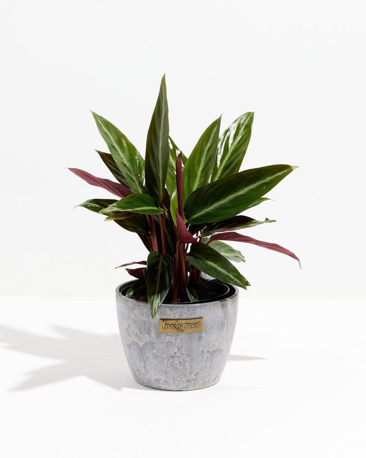 Stromanthe Sanguinea