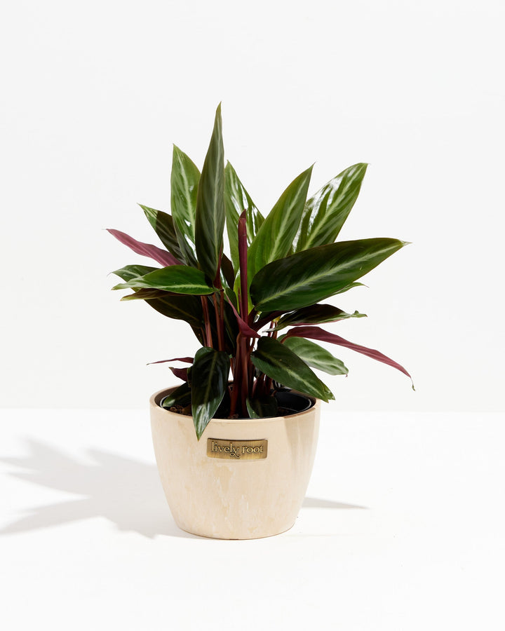 Stromanthe Sanguinea