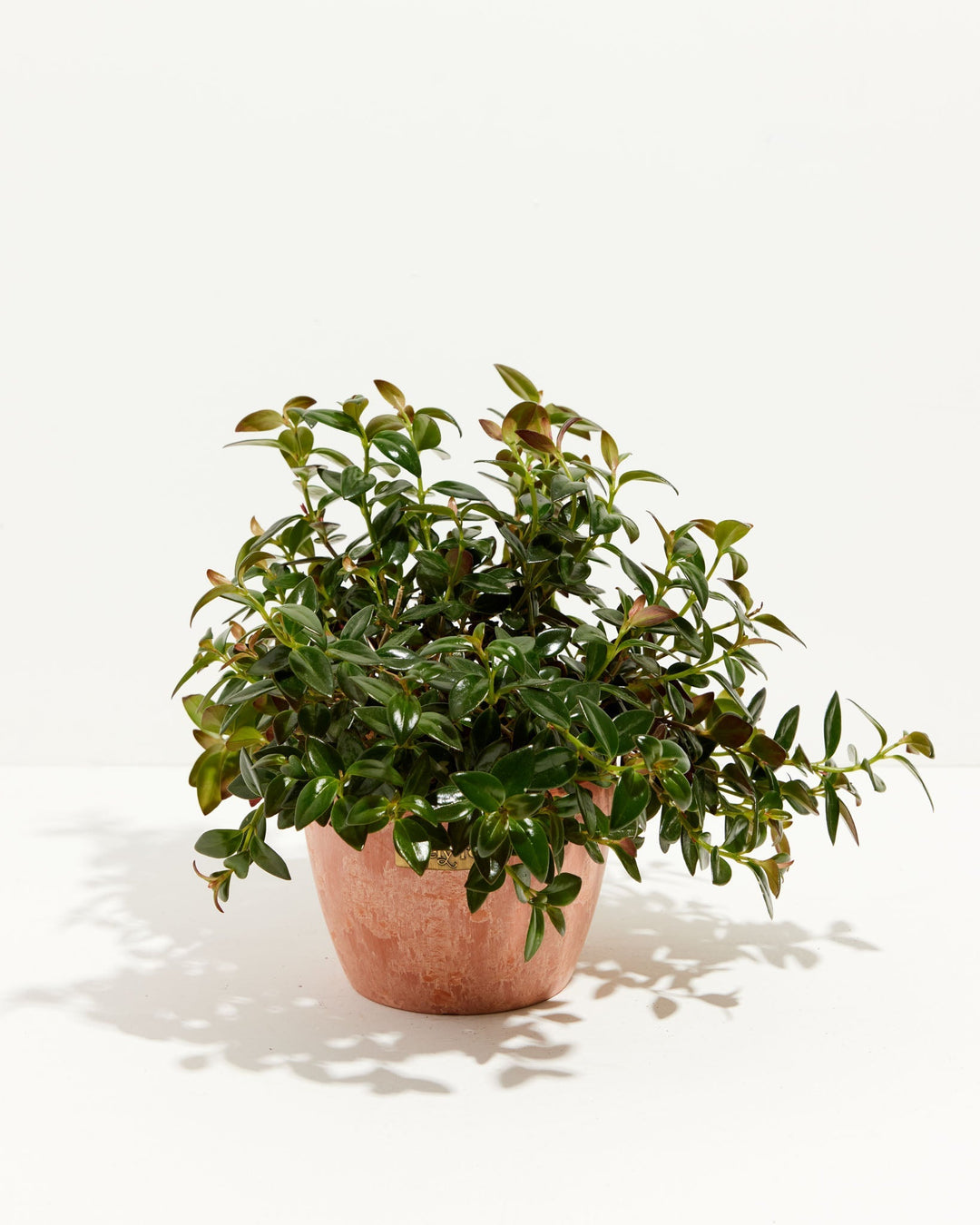 Nematanthus Black Goldfish Plant