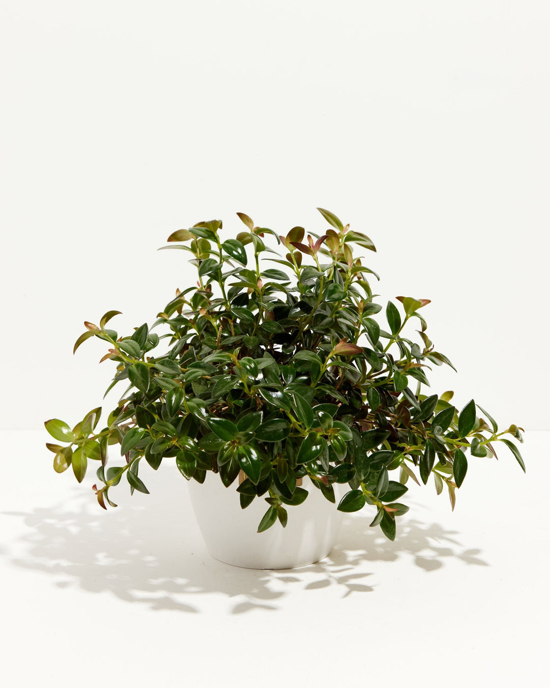 Nematanthus Black Goldfish Plant