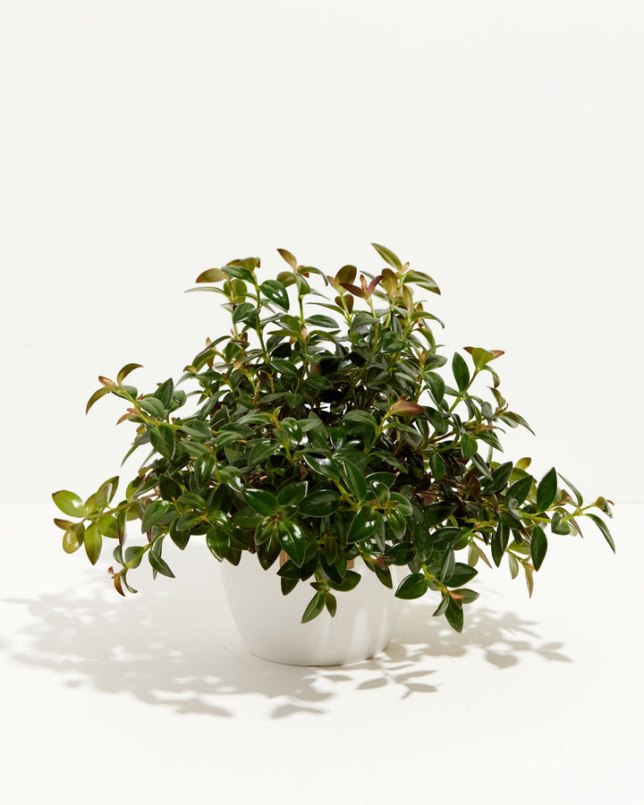Nematanthus Black Goldfish Plant