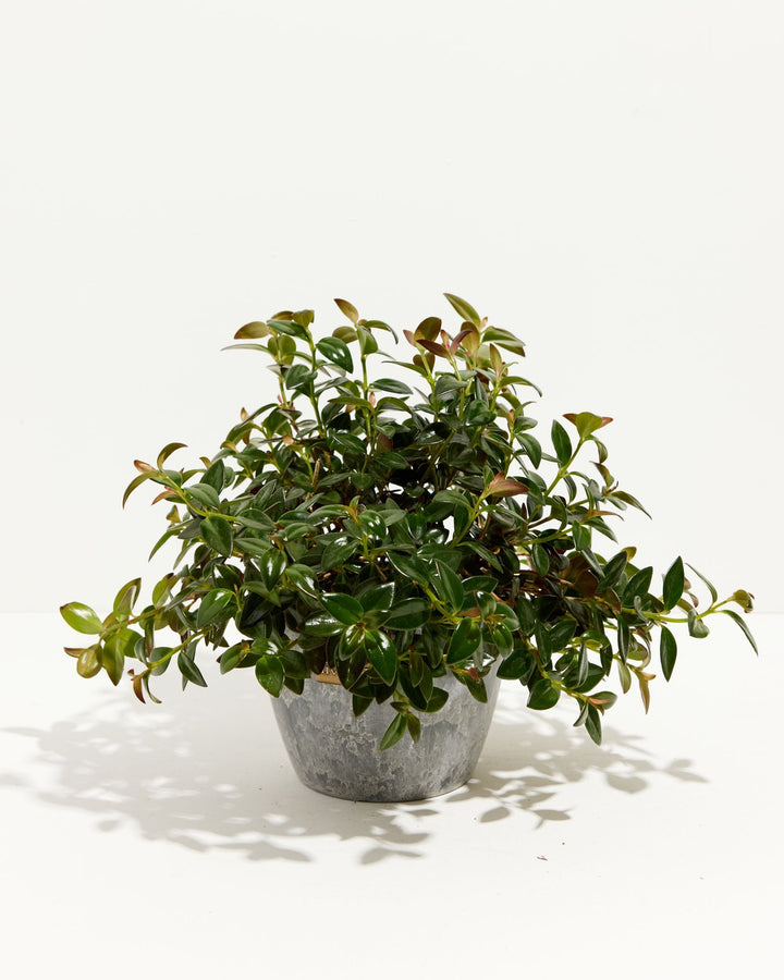 Nematanthus Black Goldfish Plant