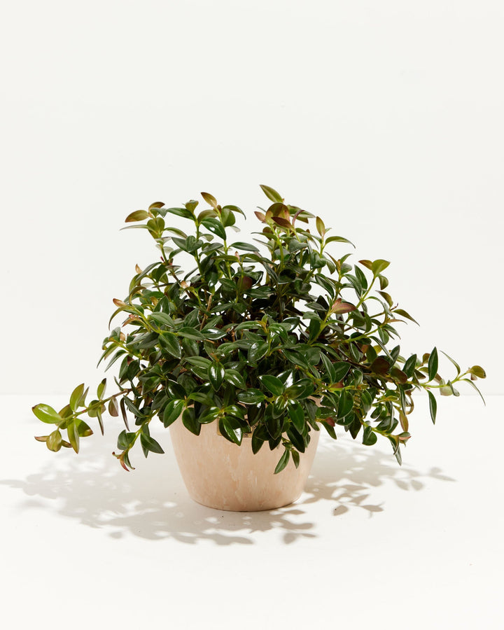 Nematanthus Black Goldfish Plant