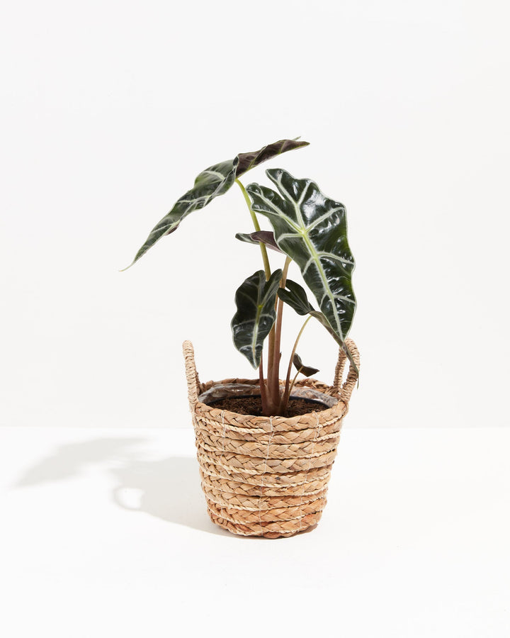 Alocasia Polly