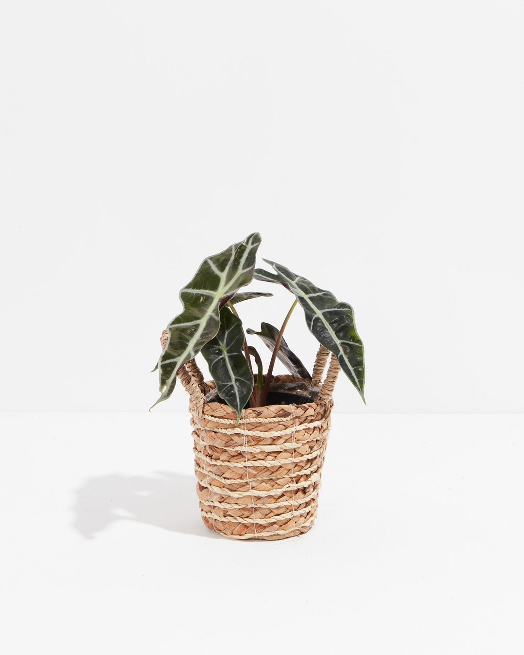 Compact Alocasia Polly in 4-inch woven seagrass basket with white-veined dark green leaves and wine-colored stems, ideal for tropical indoor decor.