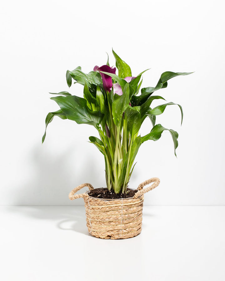 Purple Calla Lily