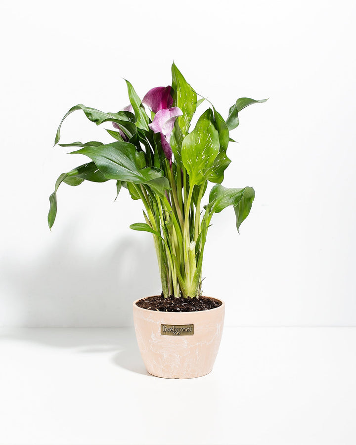 Purple Calla Lily
