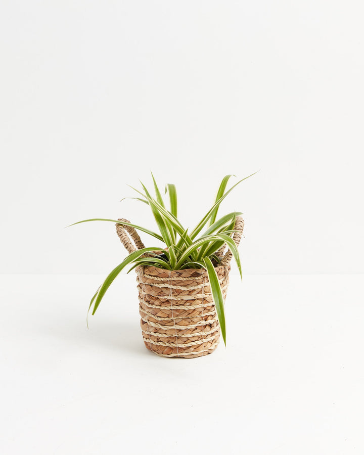 Variegated Spider Plant (Chlorophytum comosum) in woven basket - Lush green and white striped foliage, stylish easy care houseplant