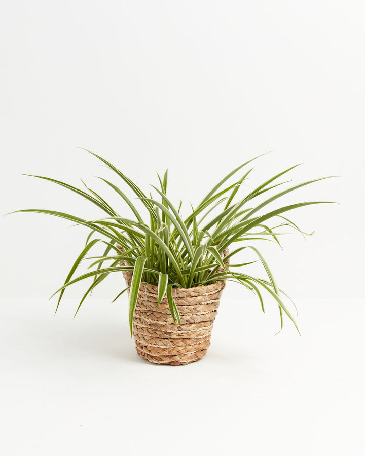 Variegated Spider Plant (Chlorophytum comosum) in woven basket - Lush green and white striped foliage, stylish easy care houseplant