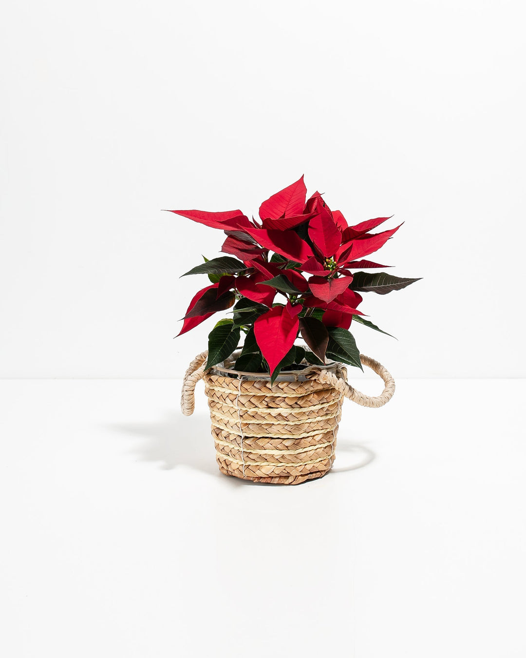 Red Poinsettia (Christmas Flower)