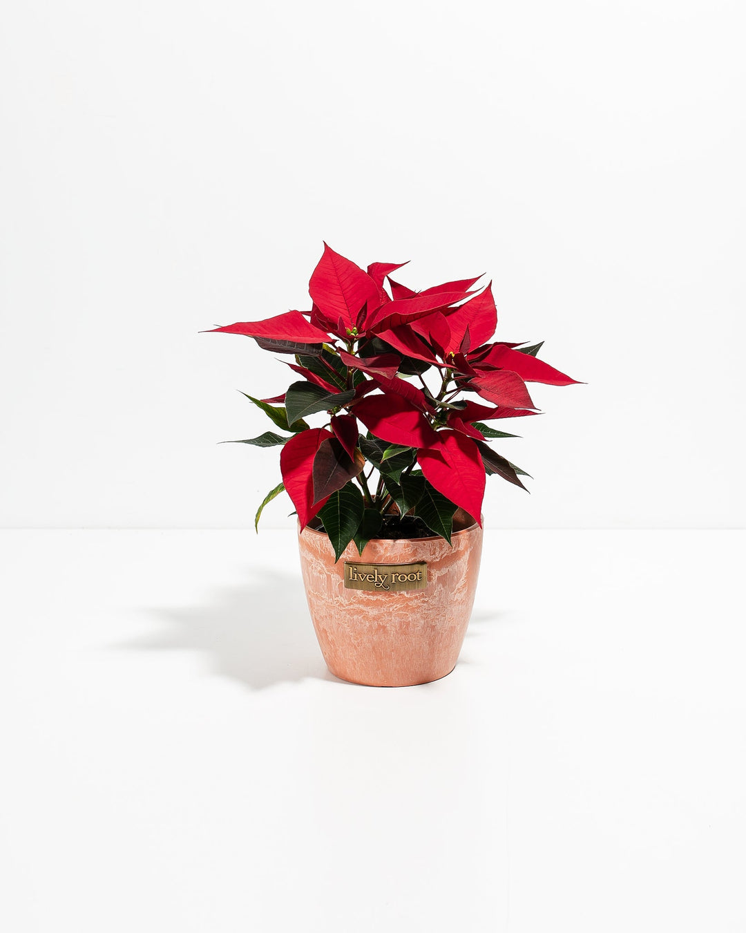 Red Poinsettia (Christmas Flower)
