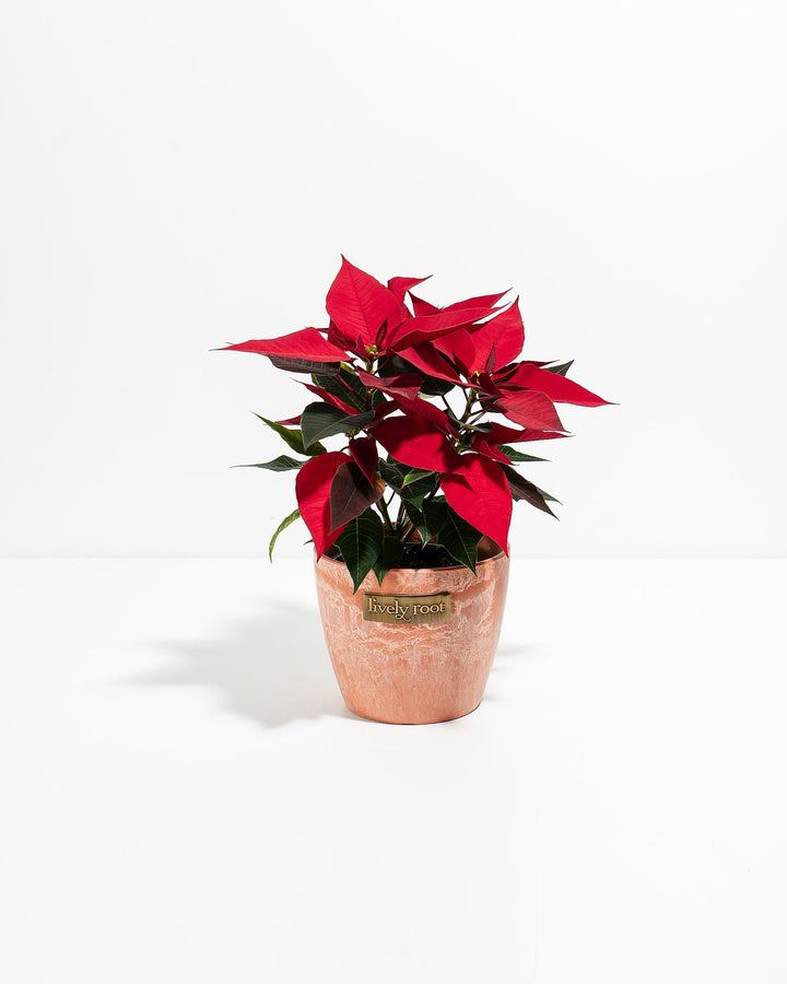 Red Poinsettia (Christmas Flower)