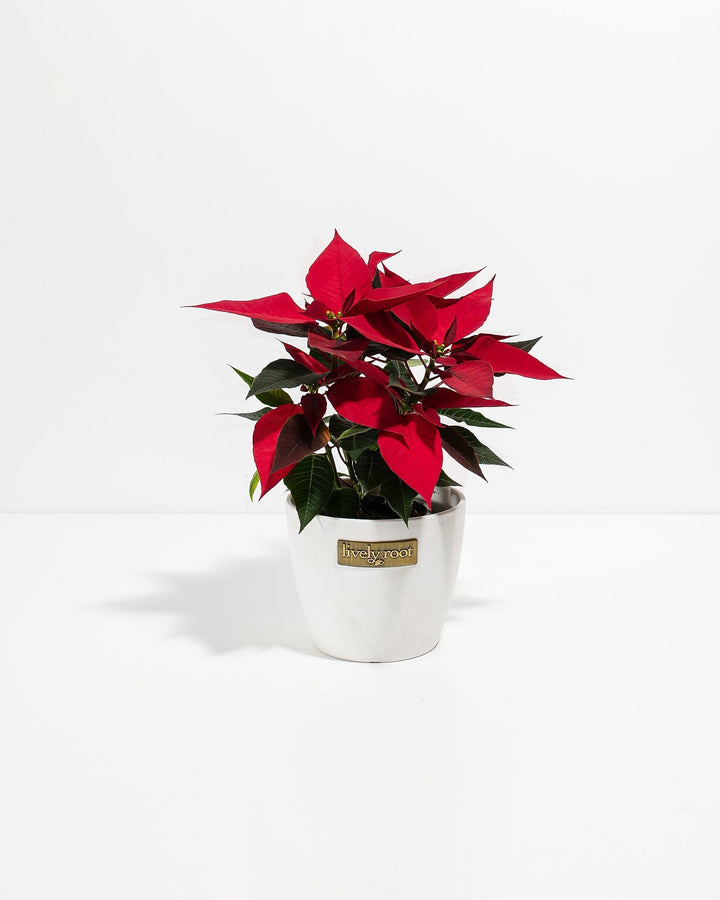 Red Poinsettia (Christmas Flower)