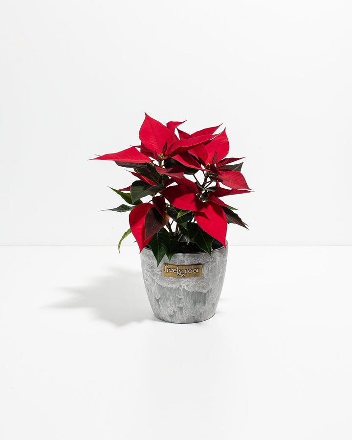 Red Poinsettia (Christmas Flower)