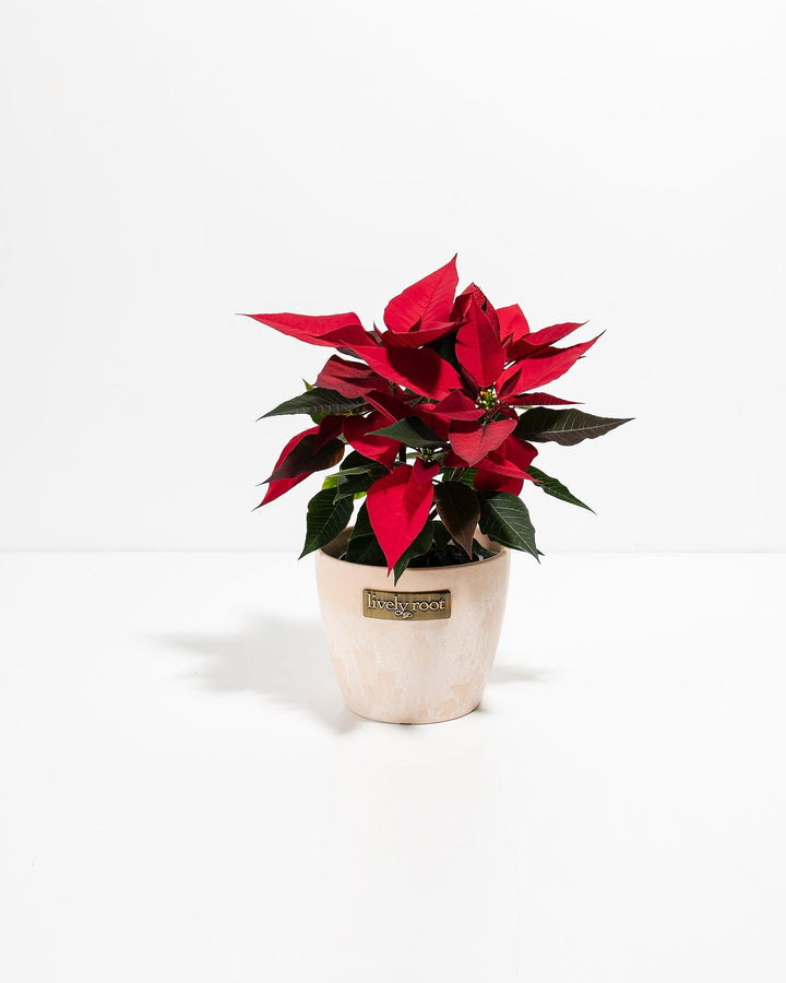 Red Poinsettia (Christmas Flower)