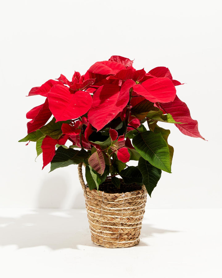 Red Poinsettia (Christmas Flower)
