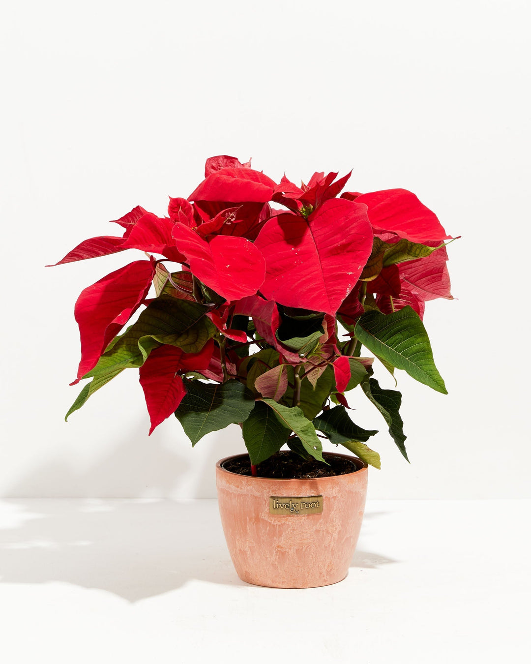 Red Poinsettia (Christmas Flower)
