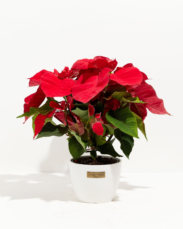 Red Poinsettia (Christmas Flower)