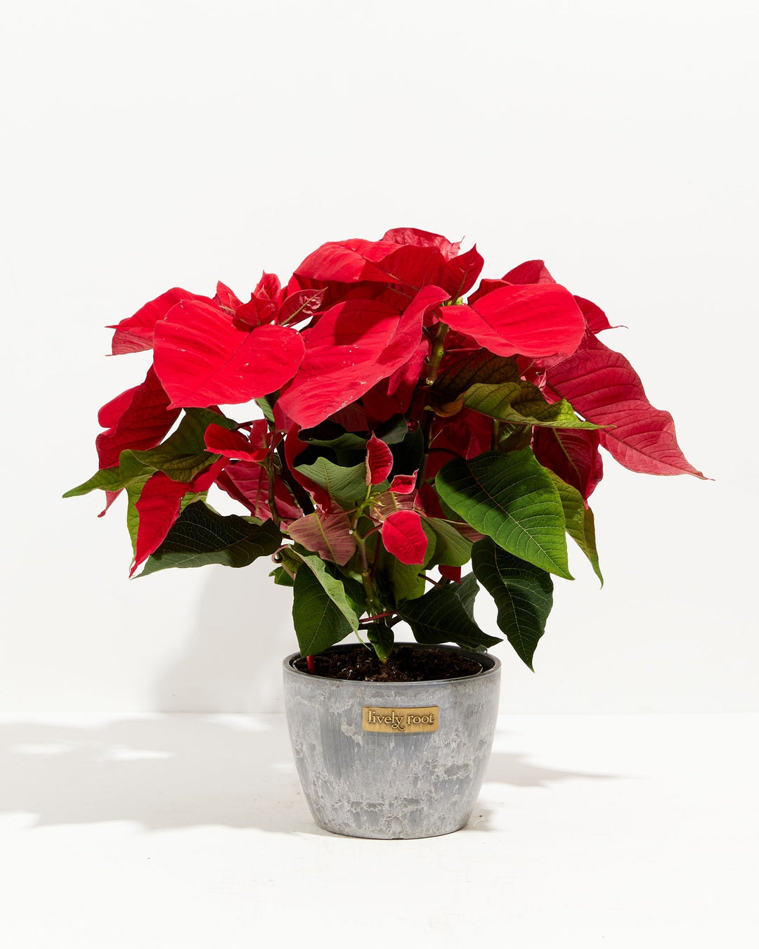 Red Poinsettia (Christmas Flower)