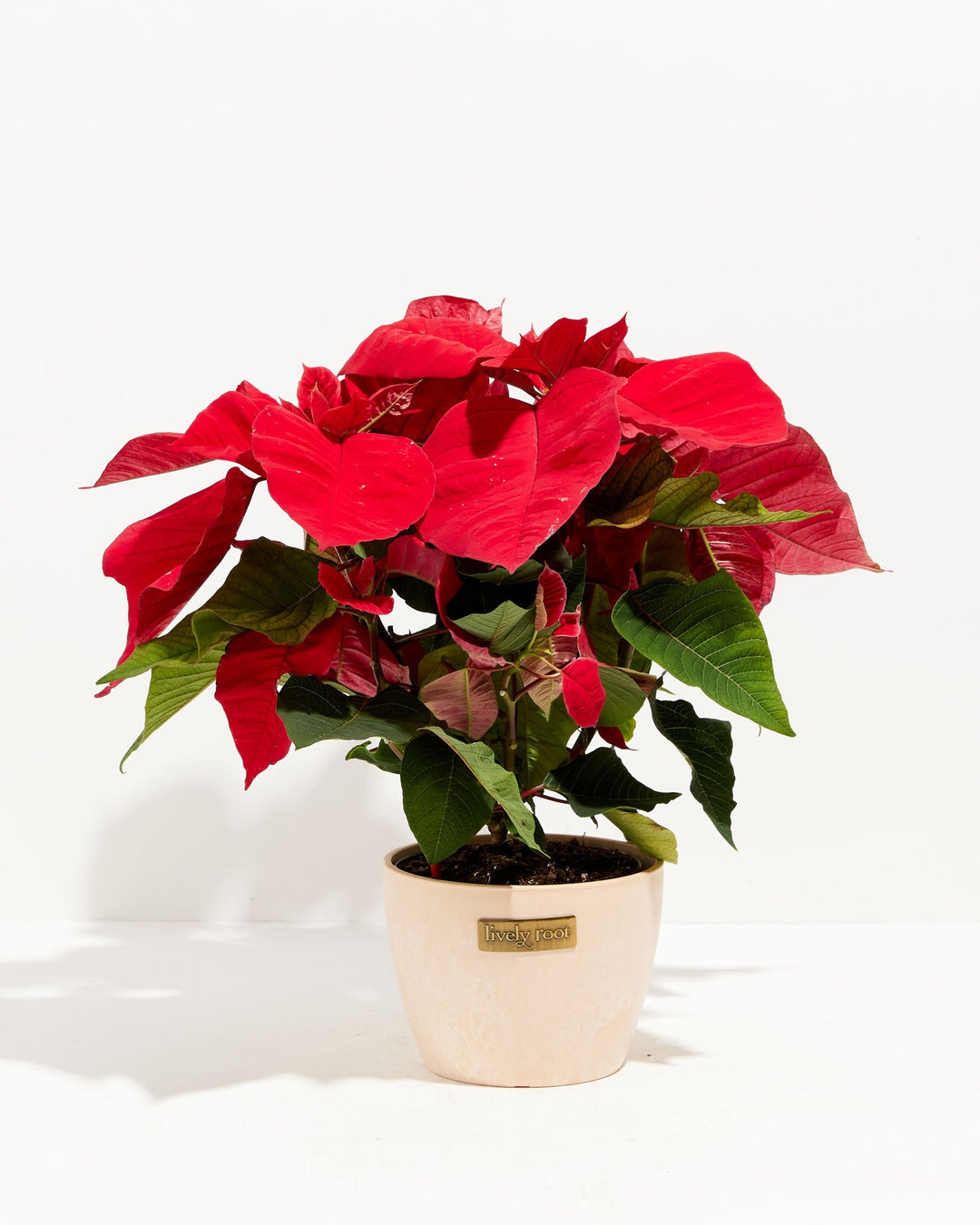 Red Poinsettia (Christmas Flower)