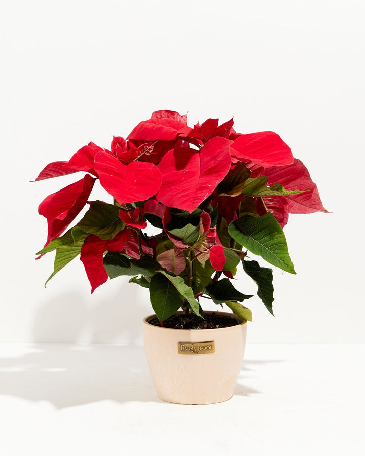 Red Poinsettia (Christmas Flower)