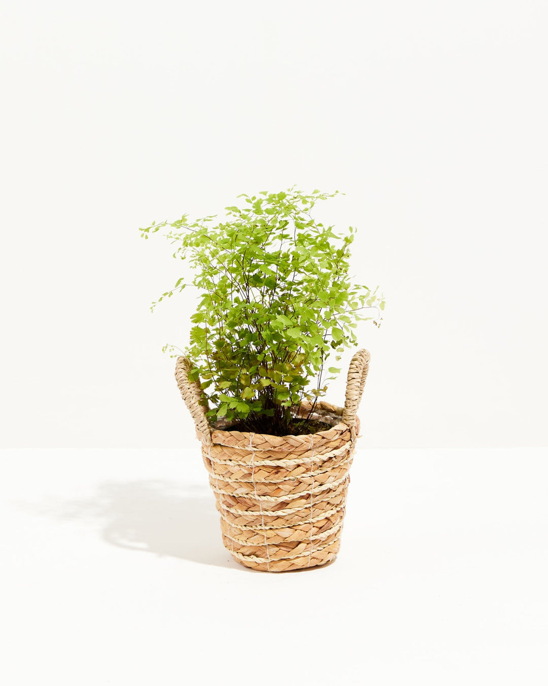 Wispy fronds cascade over the rim of a handled seagrass basket housing this compact Maidenhair Fern.