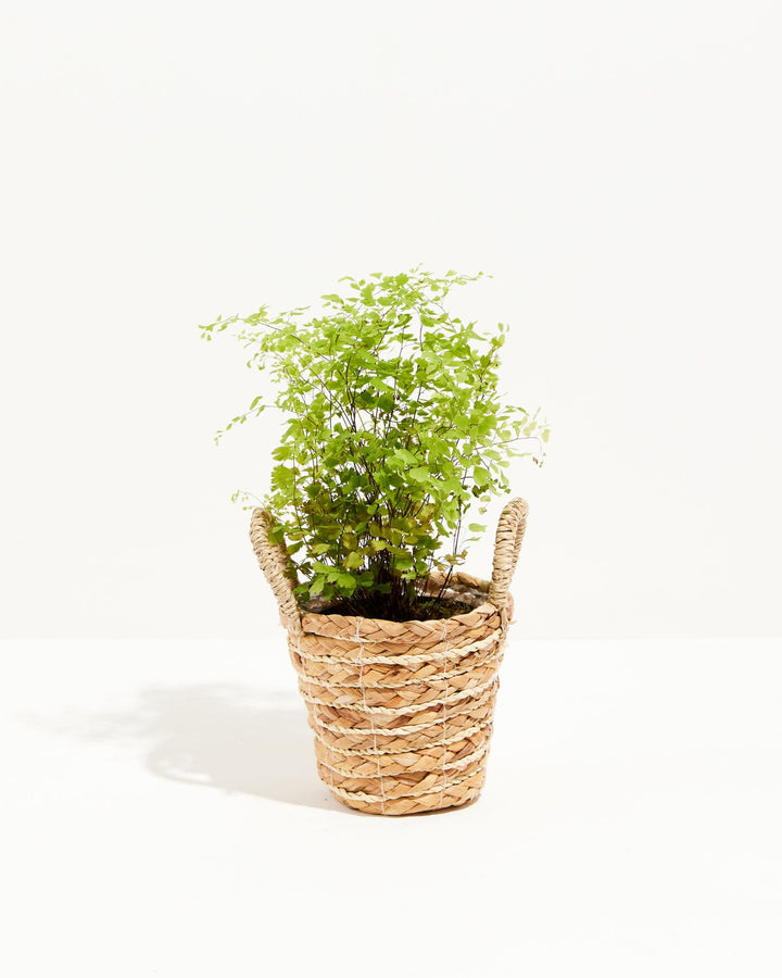 Wispy fronds cascade over the rim of a handled seagrass basket housing this compact Maidenhair Fern.