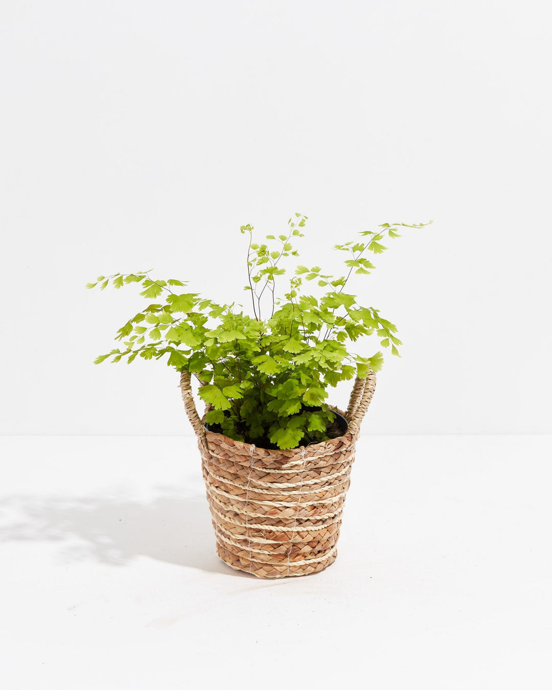 A lush, full Maidenhair Fern arches gracefully from a woven seagrass basket.