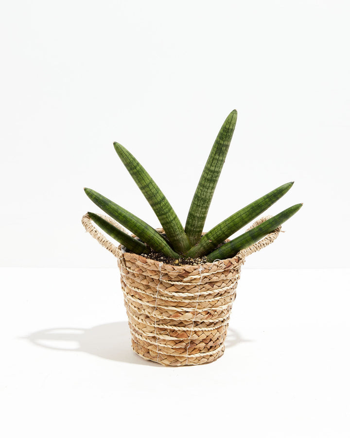 Dracaena Angolensis (Starfish Snake Plant)