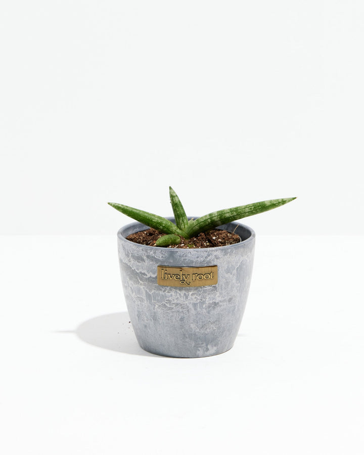 Dracaena Angolensis (Starfish Snake Plant)