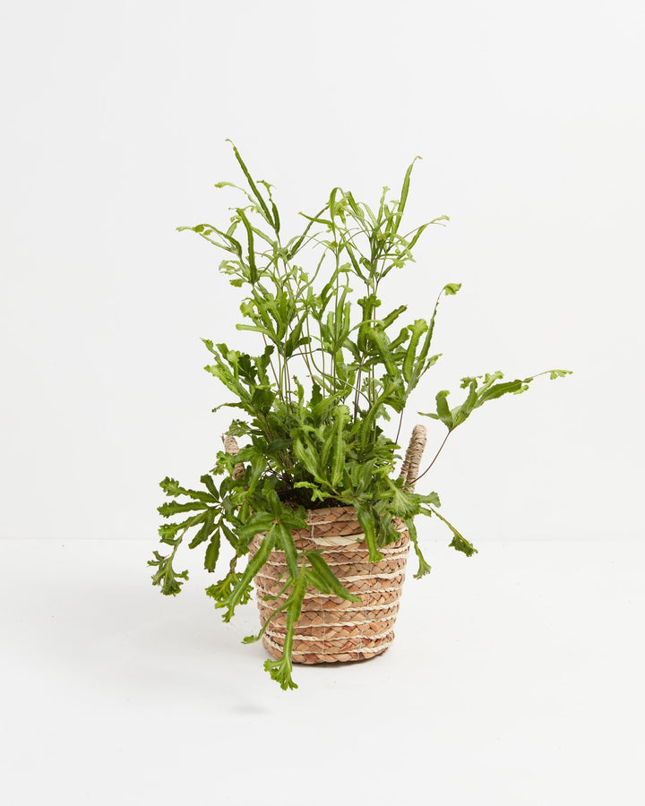 Moonlight Fern