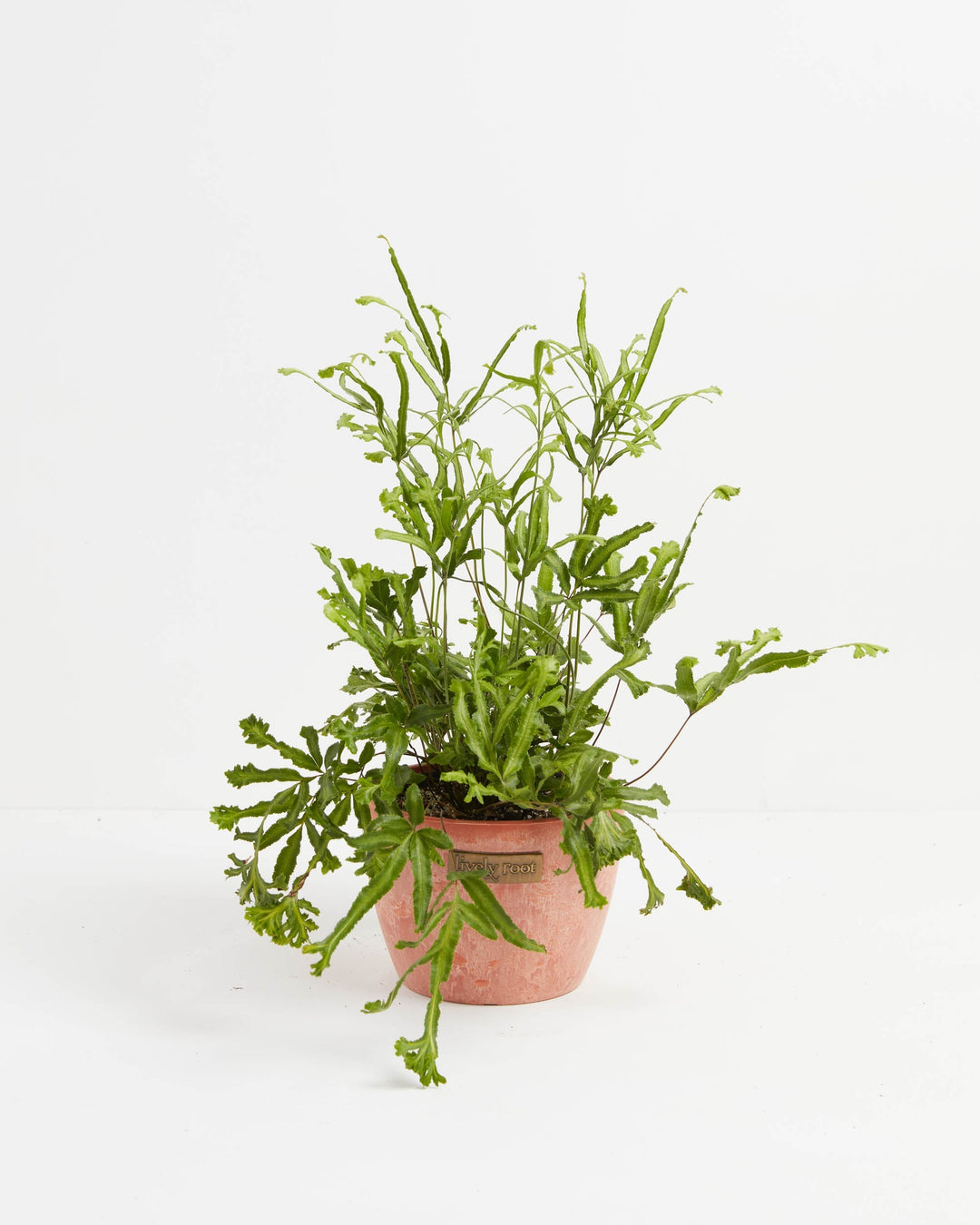 Moonlight Fern