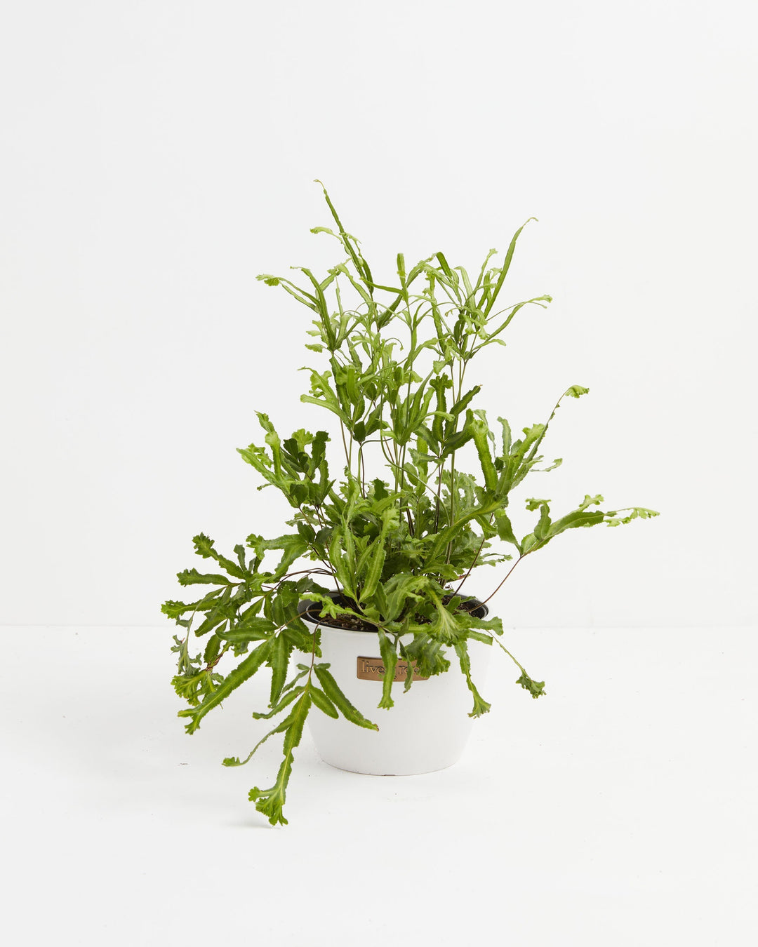 Moonlight Fern