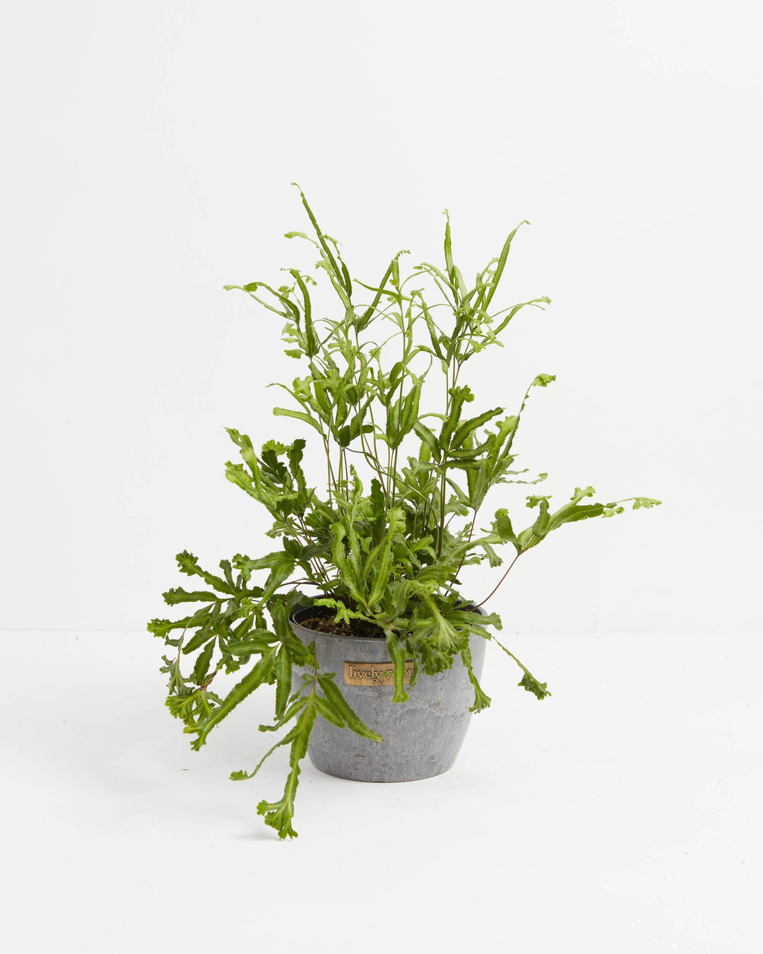 Moonlight Fern