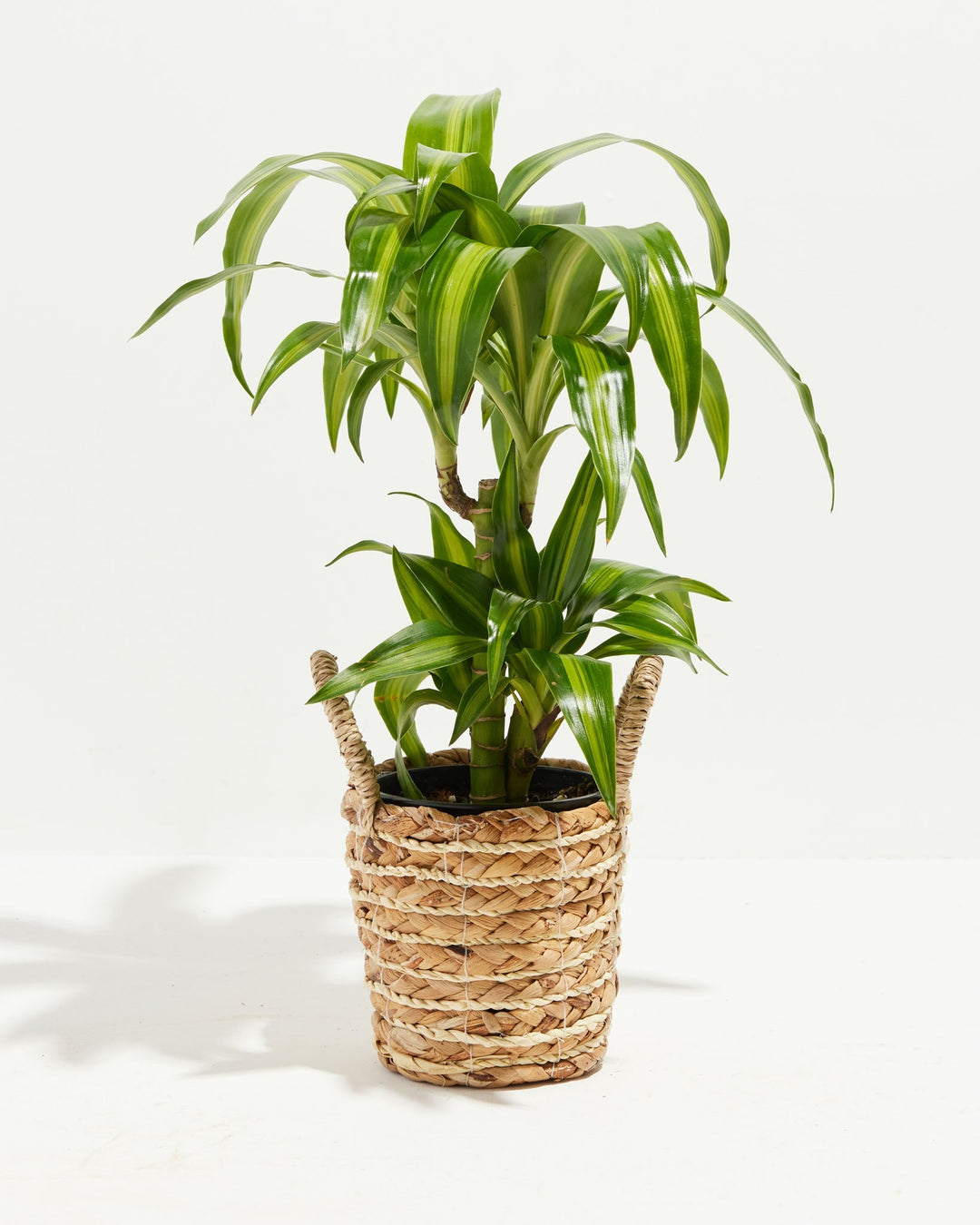 Dracaena Hawaiian Sunshine Dragon Tree