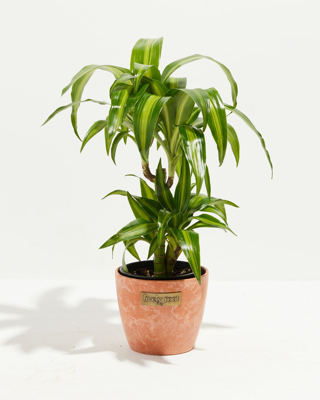 Dracaena Hawaiian Sunshine Dragon Tree