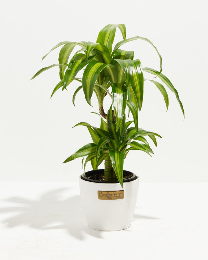 Dracaena Hawaiian Sunshine Dragon Tree