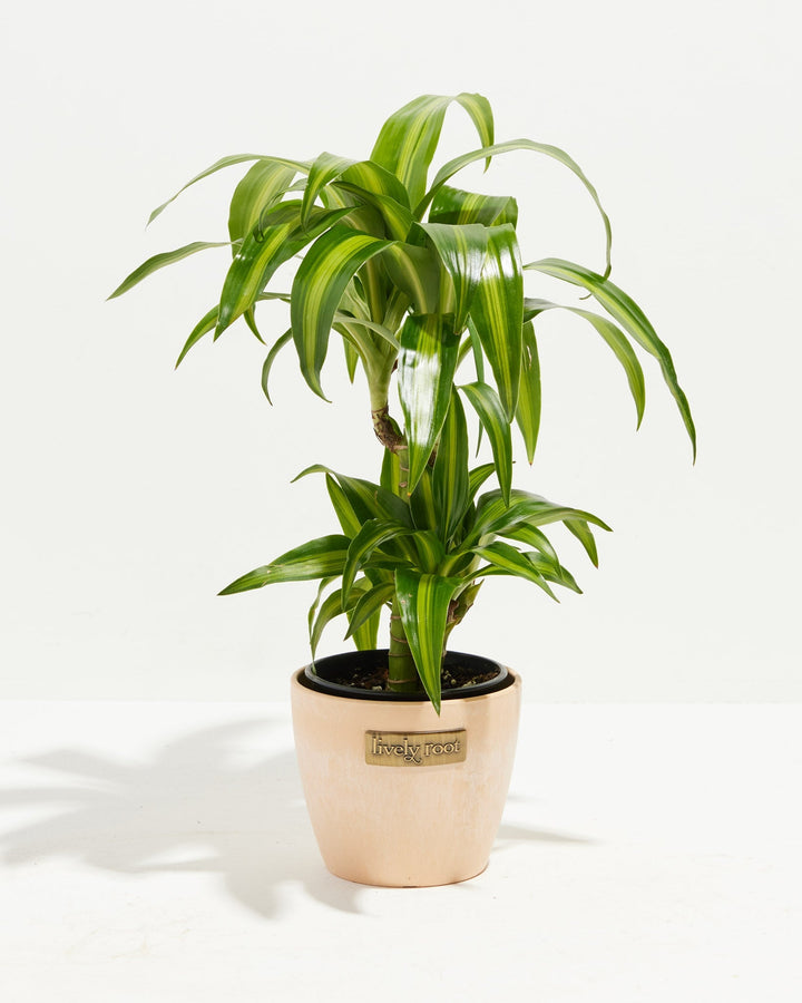 Dracaena Hawaiian Sunshine Dragon Tree