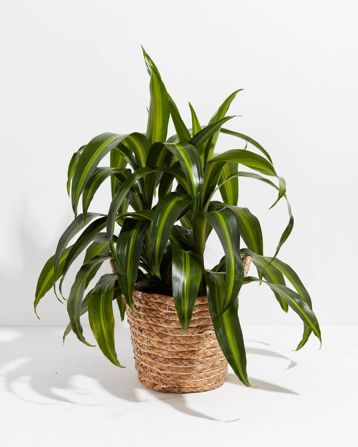 Dracaena Hawaiian Sunshine Dragon Tree