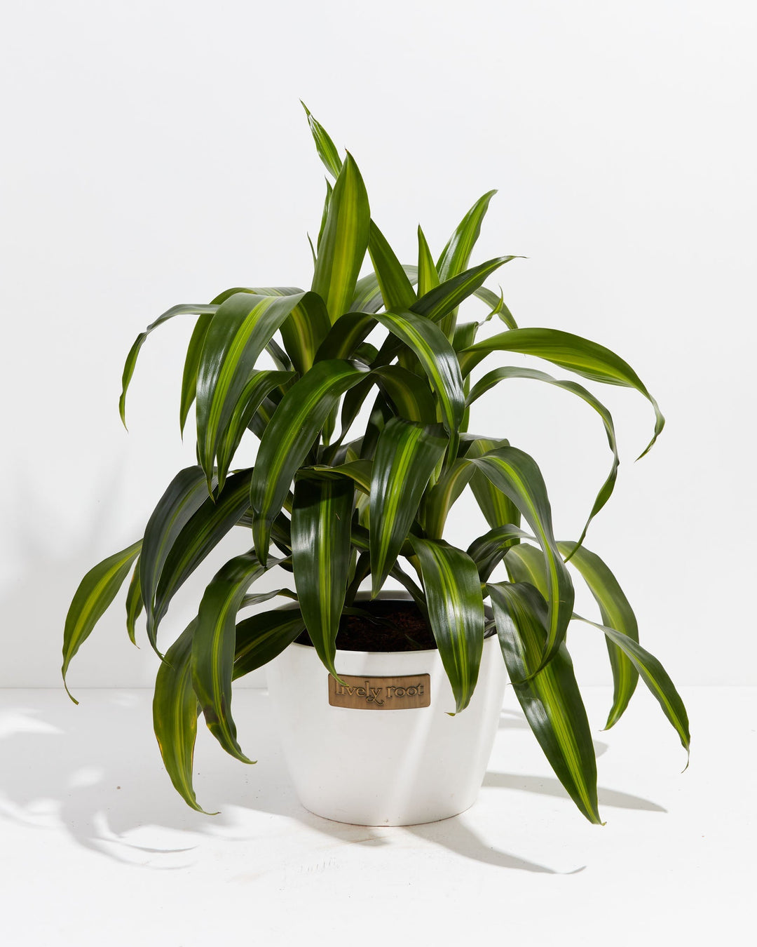 Dracaena Hawaiian Sunshine Dragon Tree