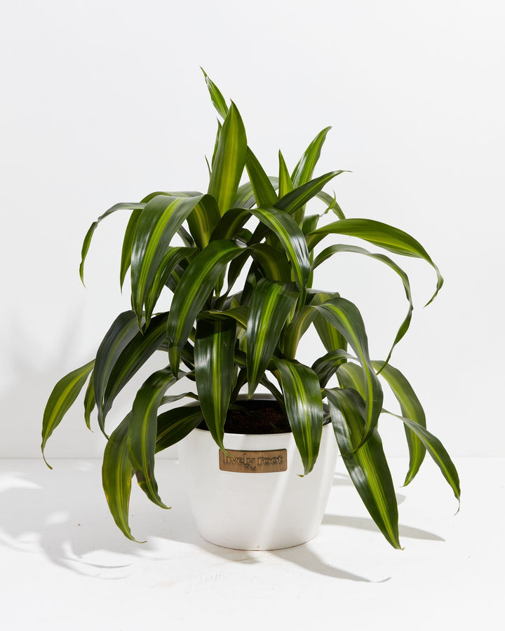 Dracaena Hawaiian Sunshine Dragon Tree
