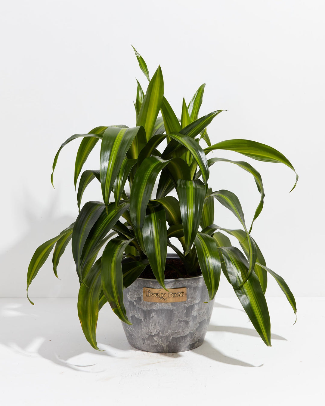 Dracaena Hawaiian Sunshine Dragon Tree
